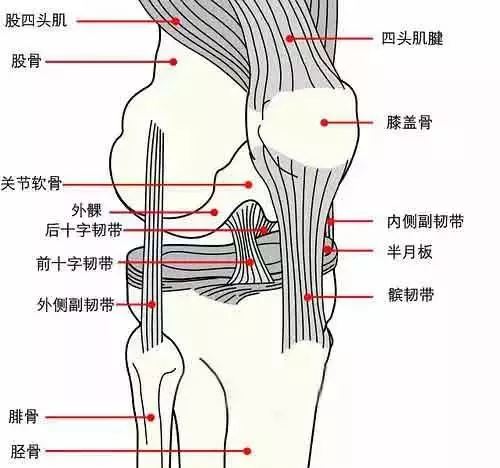 膝关节膝盖结构构造跑步伤害预防与治疗
