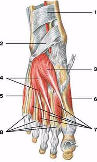 足部肌肉解剖图足背疼痛原因预防与治疗