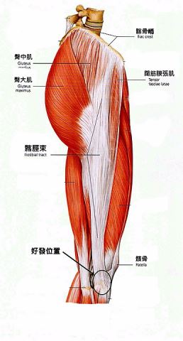 肌肉解剖图解臀部肌肉