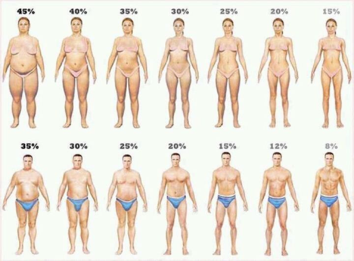 Body Fat Ratio|BFR|体脂肪率- 运动训练术语名词