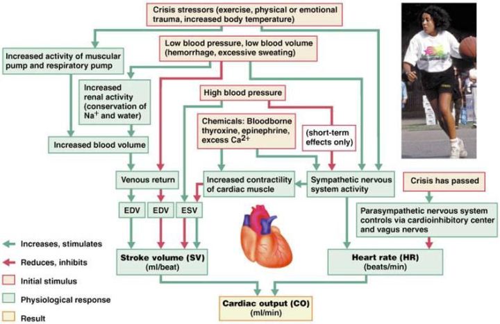Cardiac Output|CO|心输出量 - 运动训练术语名词