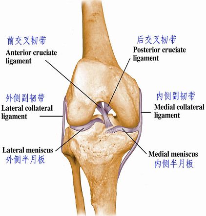 Anterior Cruciate Ligament|ACL|前交叉韧带 - 运动医学知识-医学百科