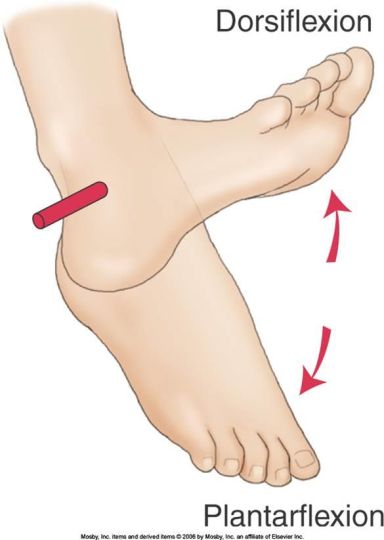 Dorsiflexion|足背屈 - 运动医学知识