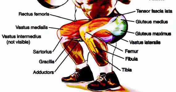 健身房臀大肌肌肉力量训练