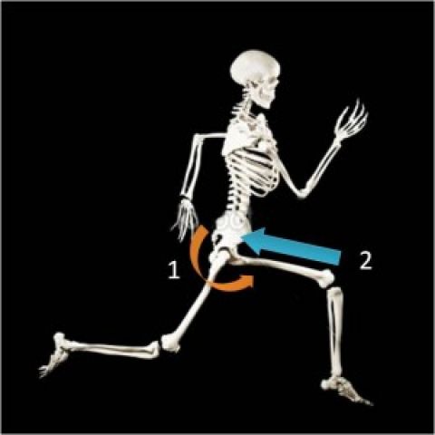 臀骨连接膝骨：跑步时的膝关节痛